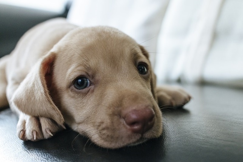 Contratar Convênio para meus Pets